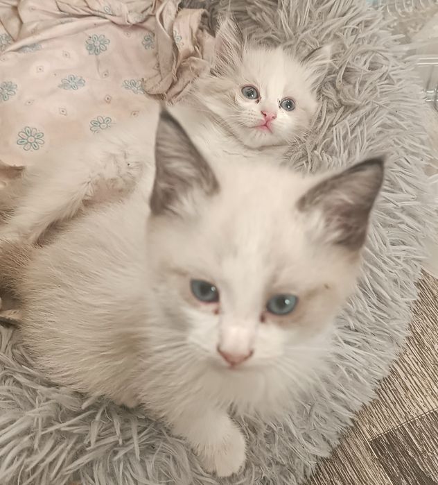 Отдам милых котят