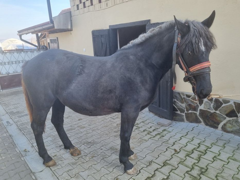 Iapa tânâră caută alt stăpân ( 1 an si 6 luni )