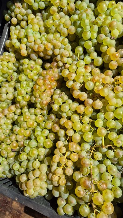 Vând struguri  de vin amestec