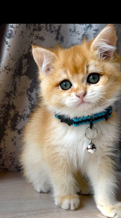 Zalatistiy shinshila ny12 britan sotiladi