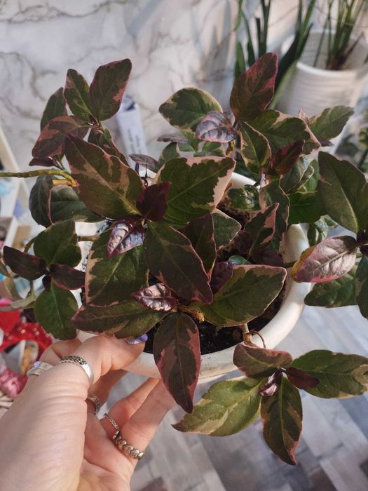 Гемиграфис, комнатный цветок