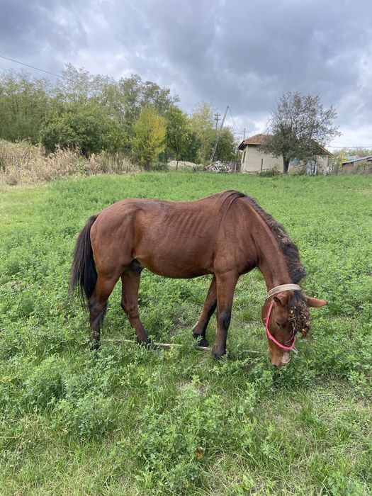 Vand armasar cuminte nu svarle nu musca sta la porcovit se poate proba