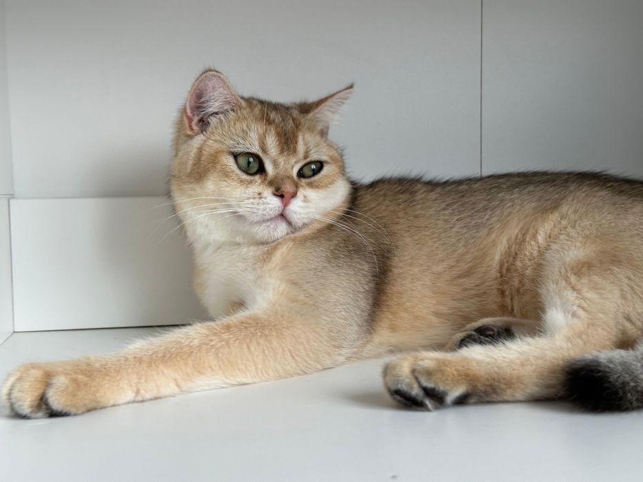 Baietel british shorthair golden  !!