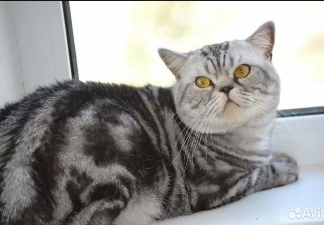 Вязка шотландского кота .окрас мрамор на серебре