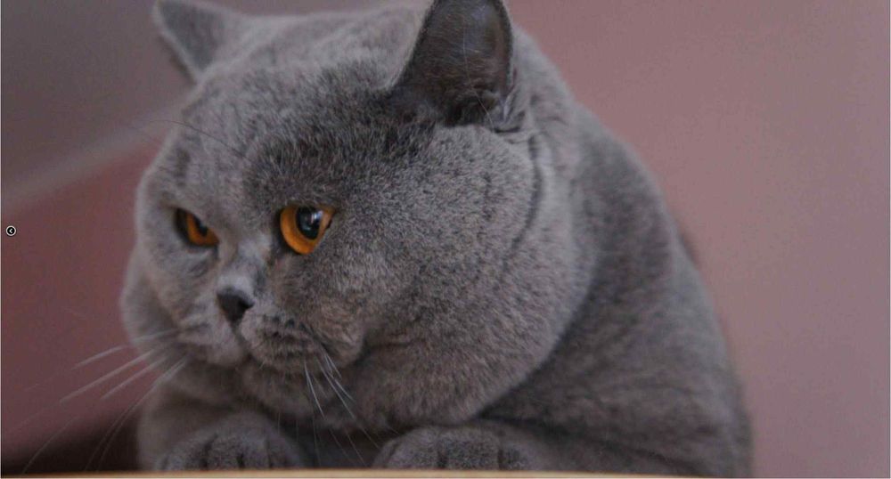 Британска късокосместа