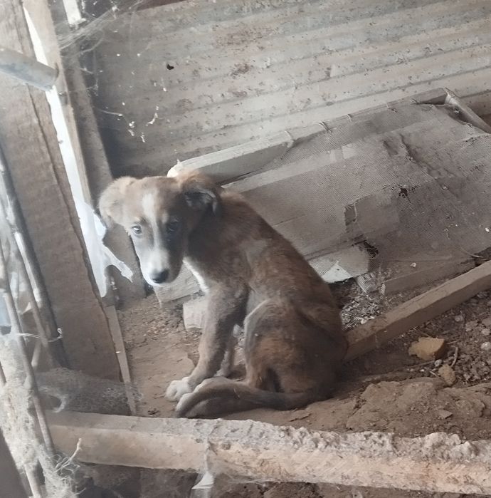 Отдам собаку в добрые руки