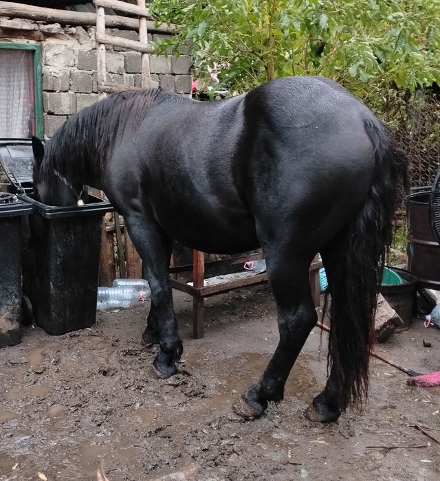 Vând cârlan de doi ani