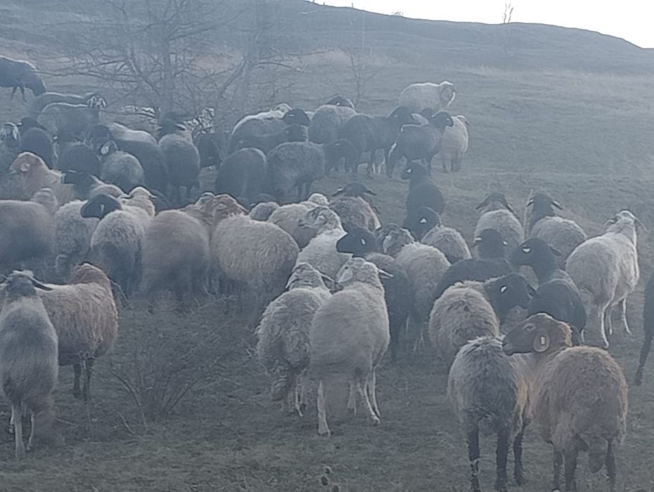 Vând 60 oi karakul înscrise în COP