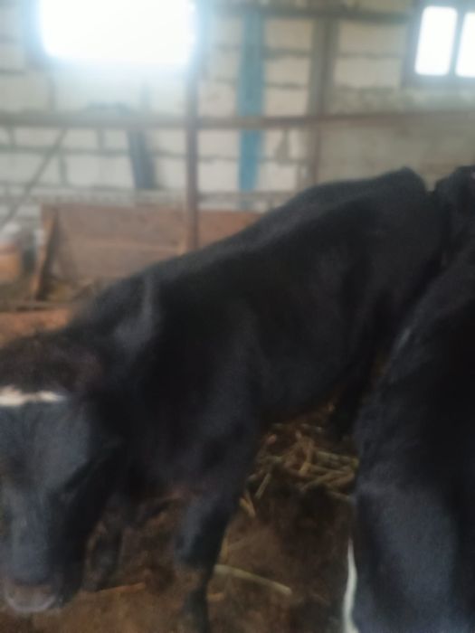 Vand 2 vitei de carne