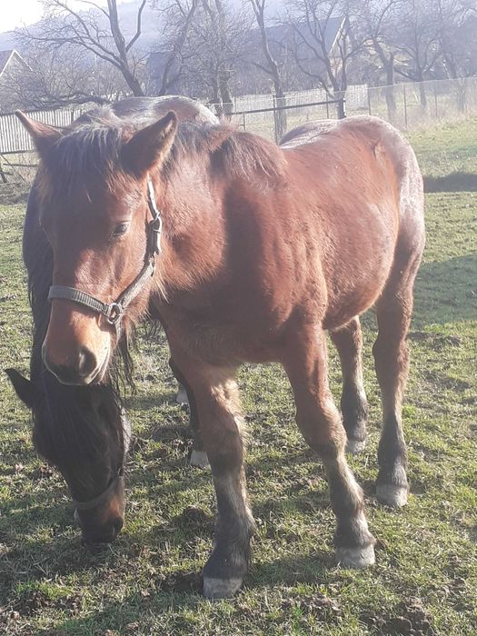 Mânz de vanzare de 7 luni