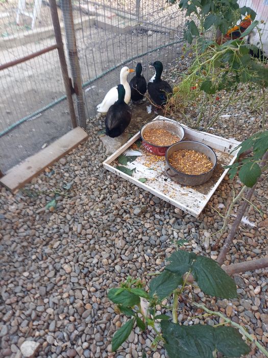 Rațe smarald și cocosi rasa pita pinta