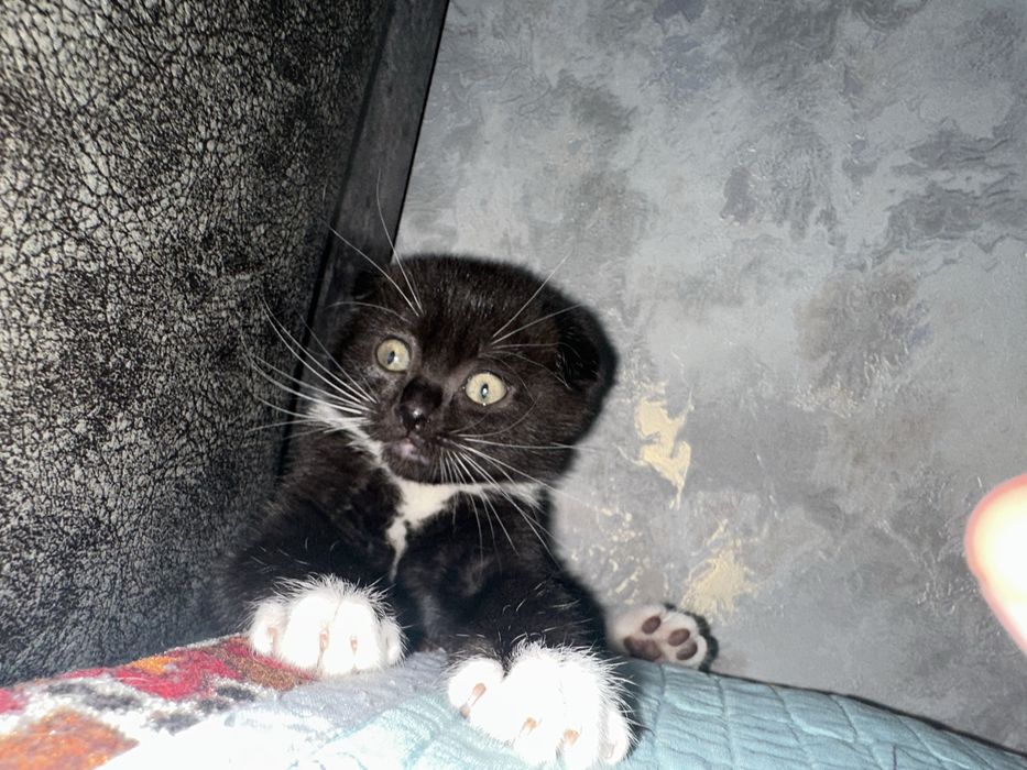 Skotish fold mushuk qiz bola 2 oylik