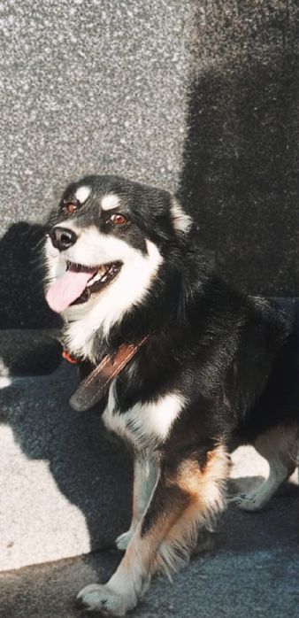 Отдам собаку, красивый мальчик, добрый, ласковый друг