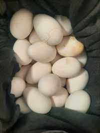 Vind ouo gîsca pentru incubator.