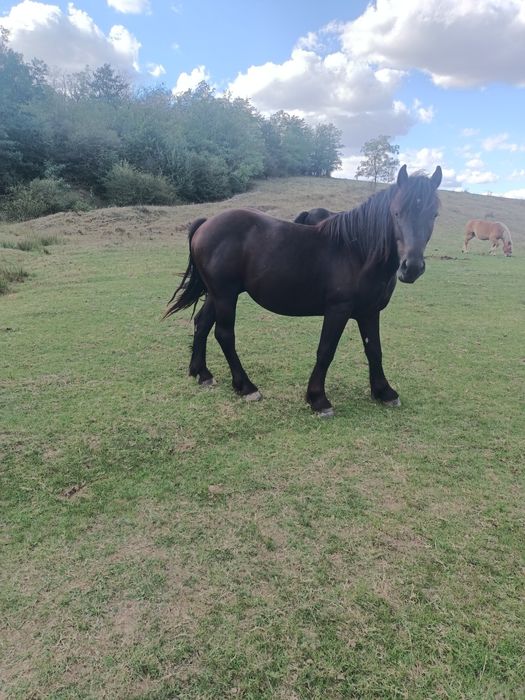 Vând 3 armăsari negri și o iapă