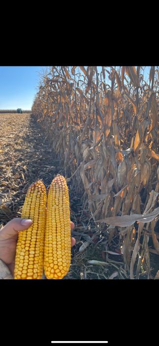 Vand porumb boabe graunte