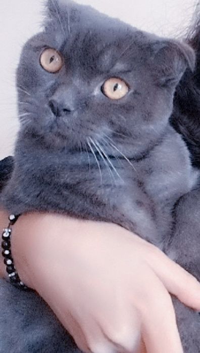 Мушикча сотилади