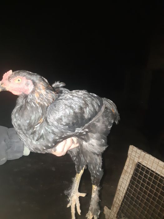 Daken chatish xozor sotiladi