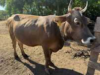Vaca tanara de lapte
