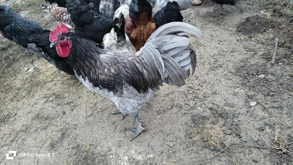 Australop de anul acesta