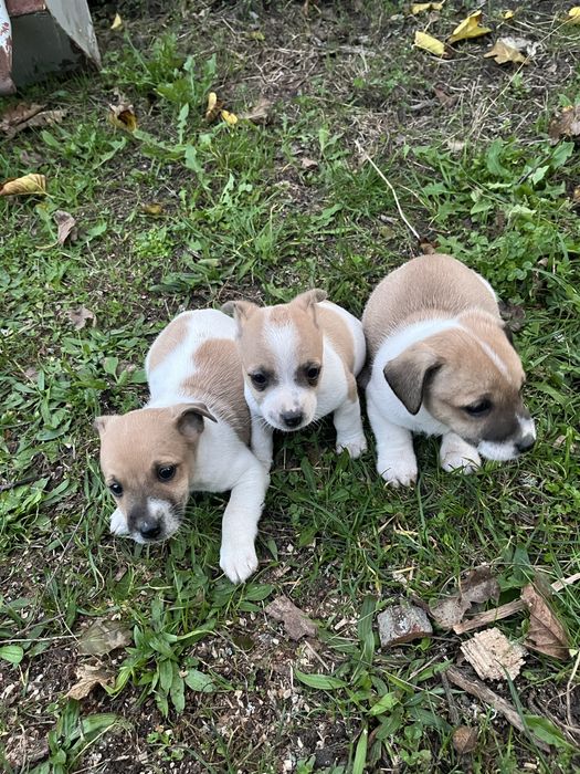 Джак ръсел териер