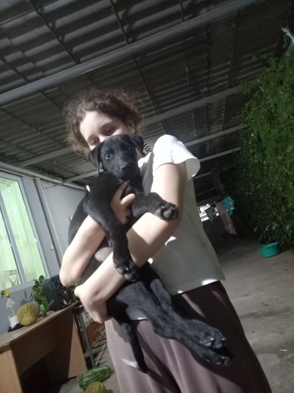 Пристраиваются собачки