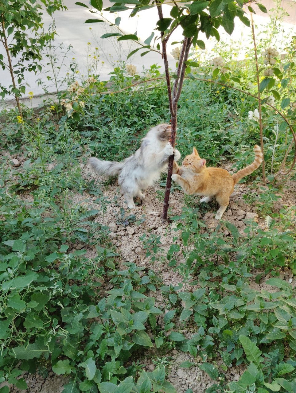 Котята только в добрые руки!
