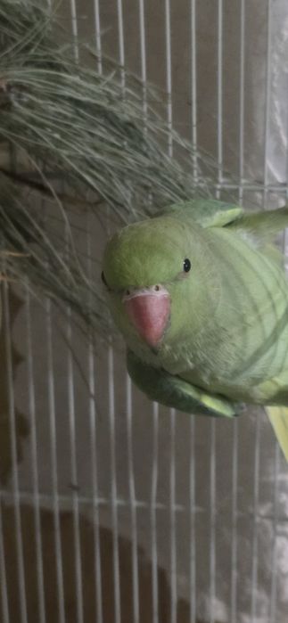 Ожереловый попугай 9 месяц