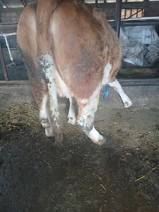 Vănd 2 juninci de afăta