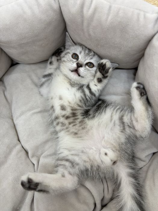 Шотландский прямоухий (скоттиш-страйт)