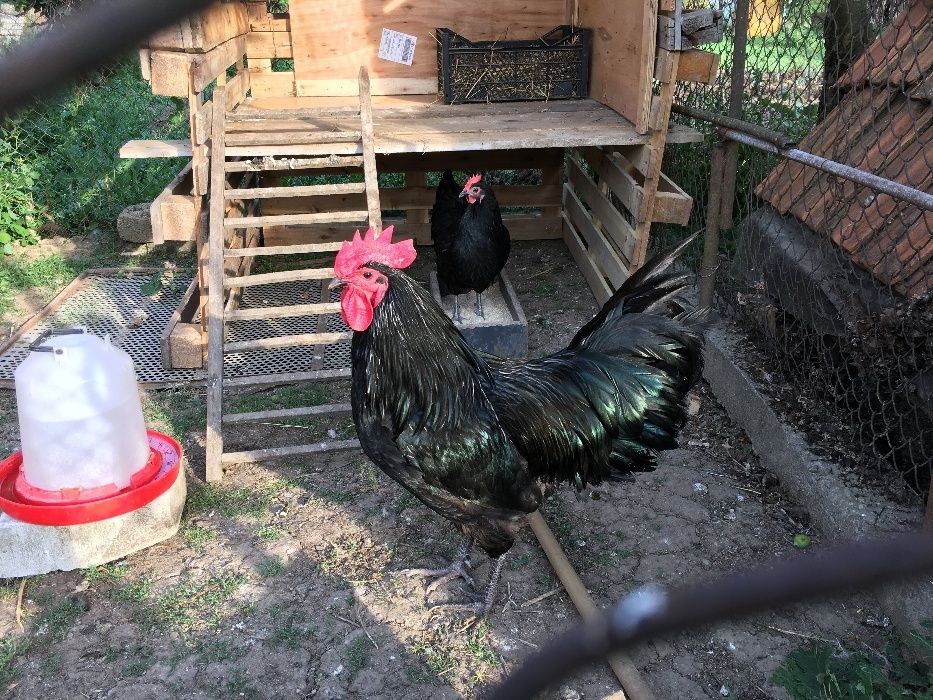 australorp oua pentru incubat australorp