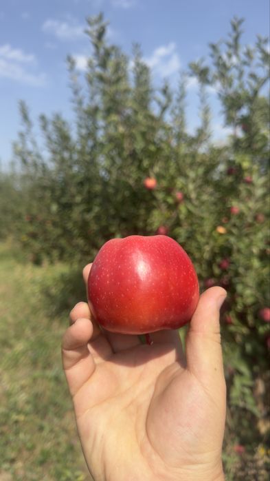 Яблоневый сад (apple garden)