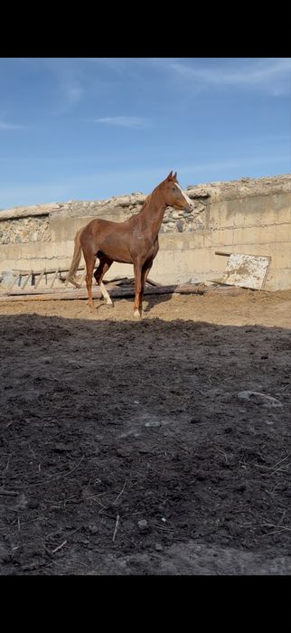 Продам 3 годавалого  жеребца