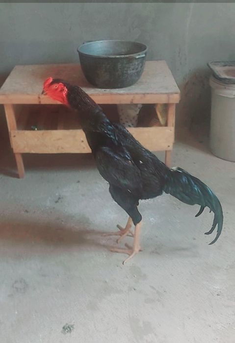 Ранний петушок месиц январский микс кареиц вьетнам хороших кровей