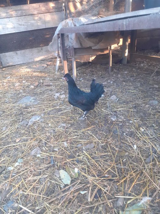 Gainuse pitice și cocoși