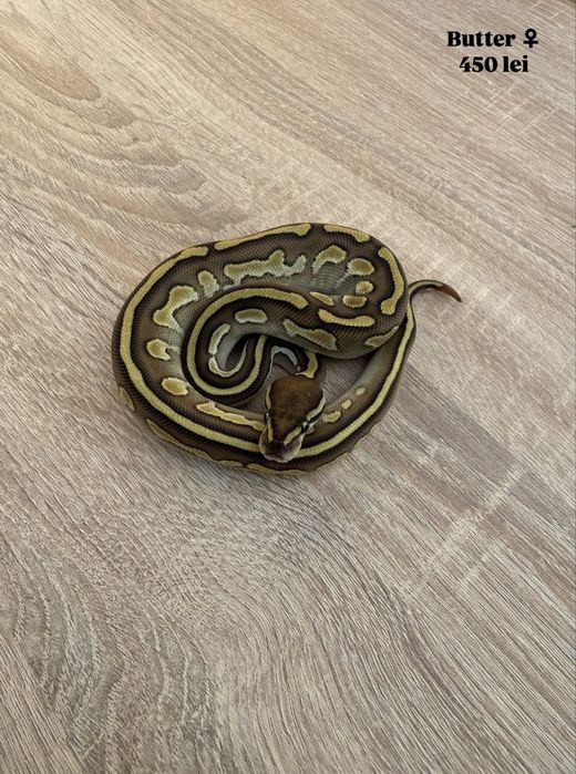 Pitoni regali puiuti