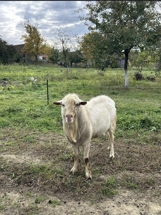 Vând țap saanen de 2 ani