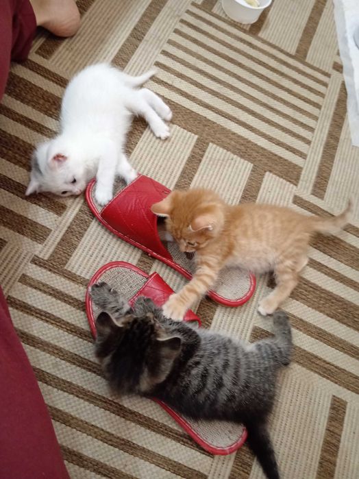 Котята ищут дом.