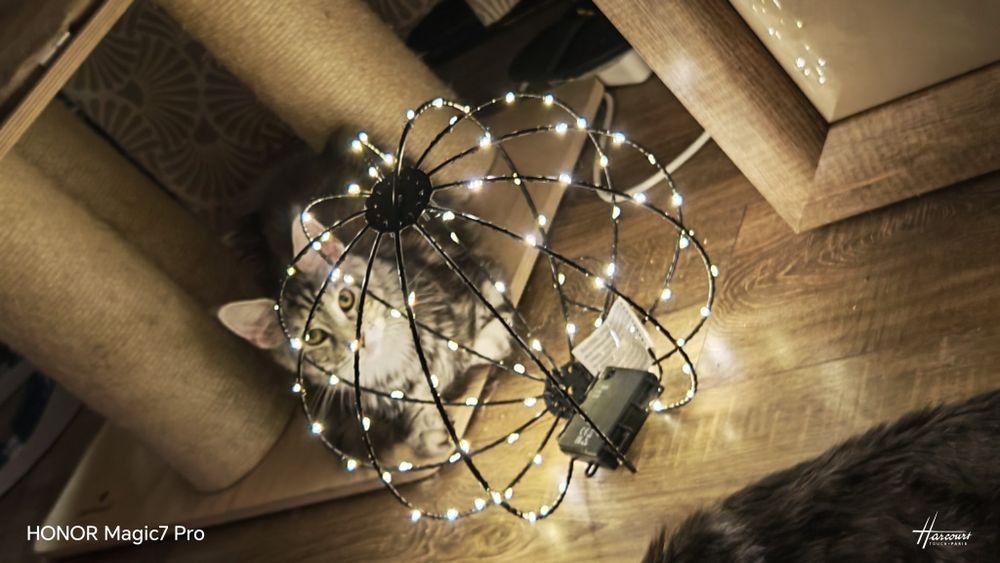 Pisică Maine Coon- Esfir