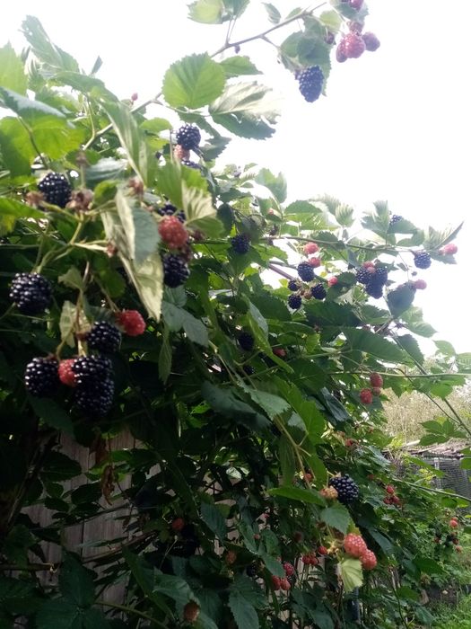 Drajoni   zmeura soi vechi aromat si mure fara tepi  livrare gratis CJ