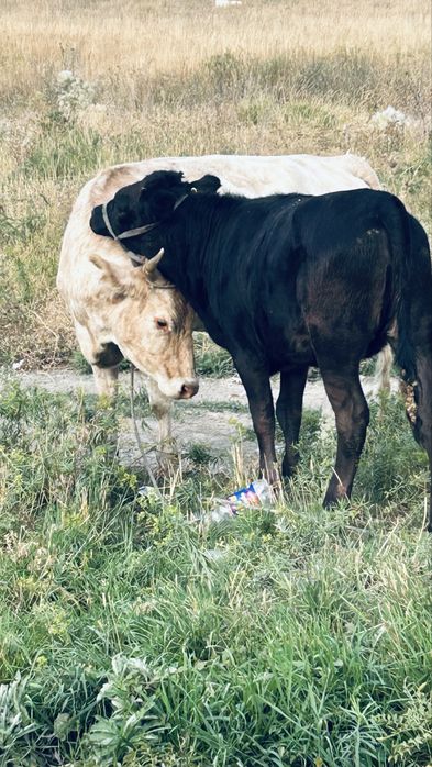 Сиыр семіз бұзауымен сатылады сиыр қысыр екеуі бірге