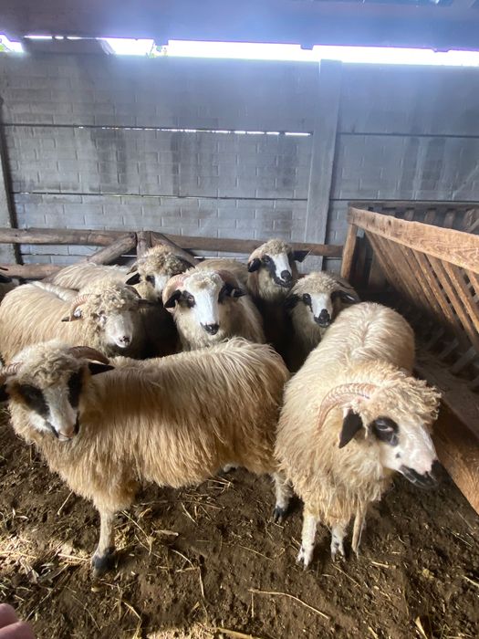 Vând 7 mieii  toți sunt berbecuți