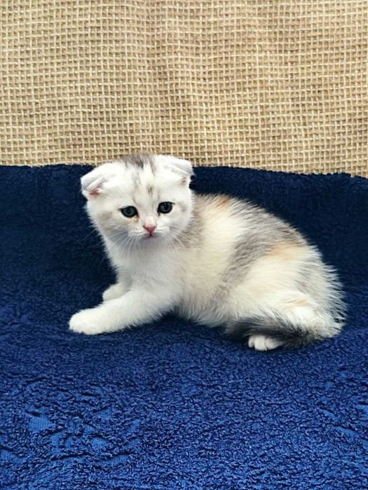 Продаются котята вислоухие, девочки