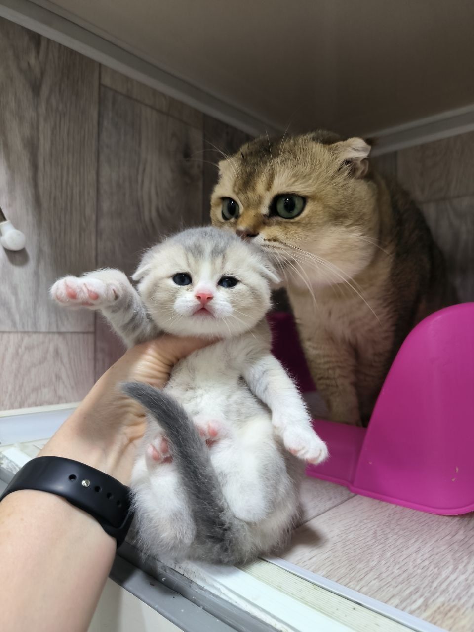 Шикарные котята  от правильной вязки