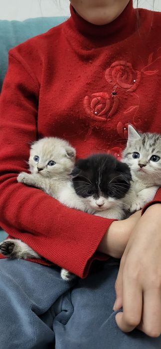 Милые Котята с двух месяцов