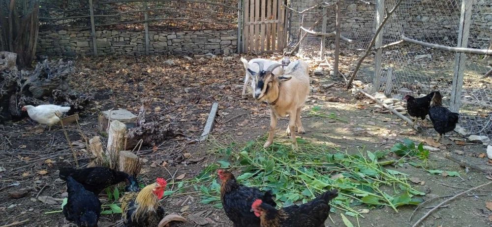 4 кози, 3 женски, 1 мъжки, на възраст от 9 до 18 месеца