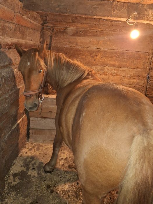 Vând sau schimb mânz armăsar de un an și 4 luni cuminte