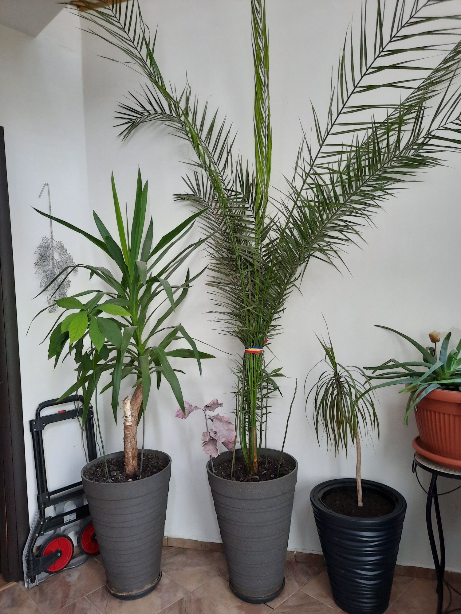 Plante decorative,Yuka,Phoenix,Tuia,Magnolia,Luleaua turcului