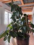 Ficus Robusta...