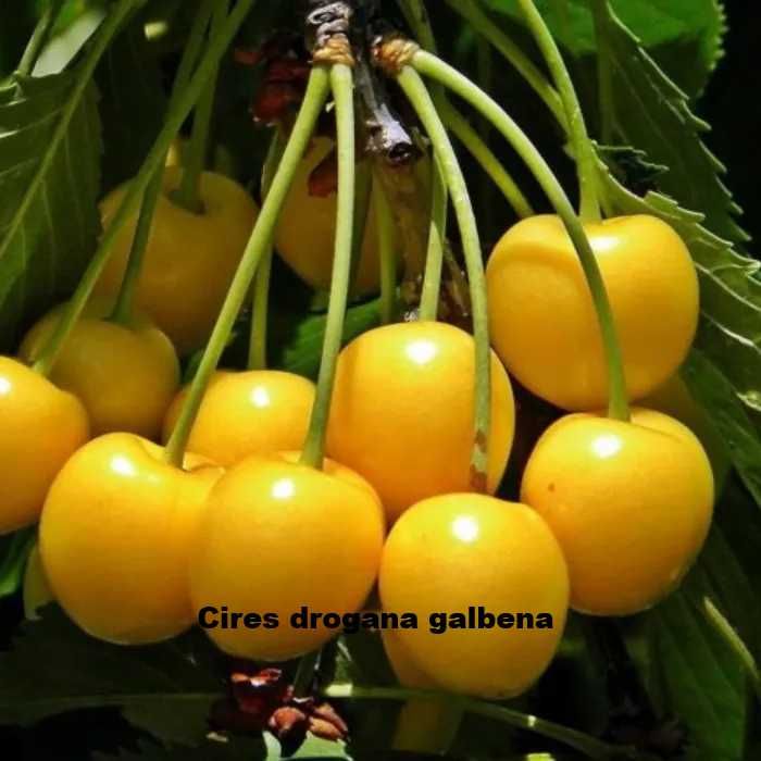 Pomi fructiferi-Cires Amar ( Negru, Roz si Alb)